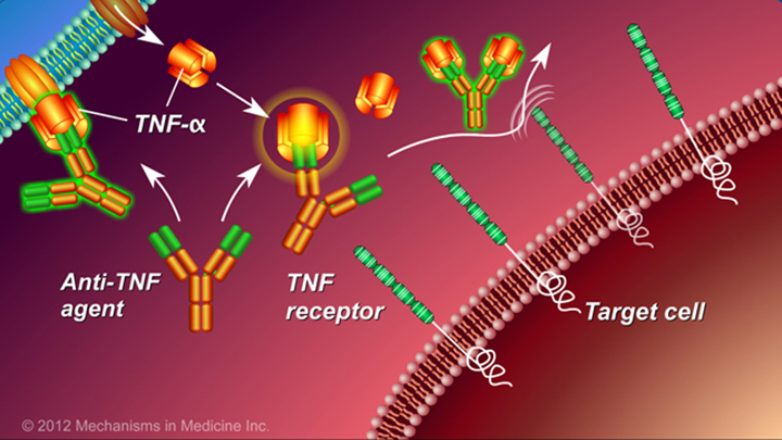 How Anti-TNF Medications Work and IBD