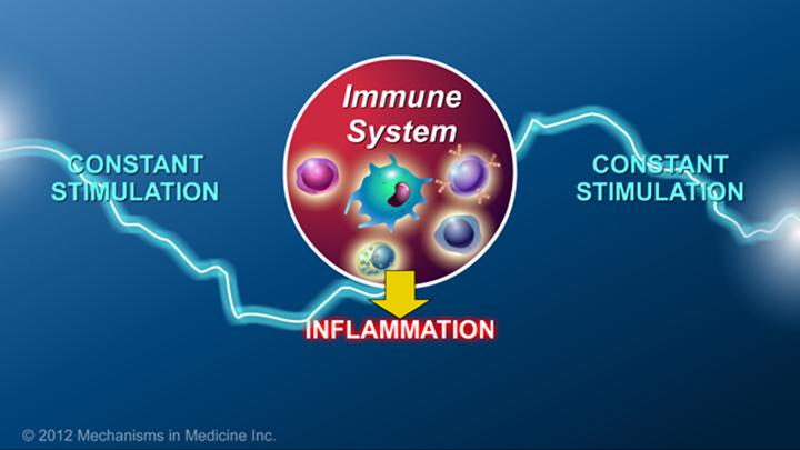 IBD Activated Immune System