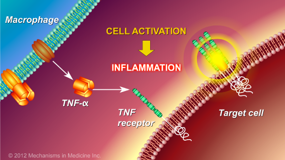 Chronic Inflammation in IBD and How Anti-TNF Therapy Works
