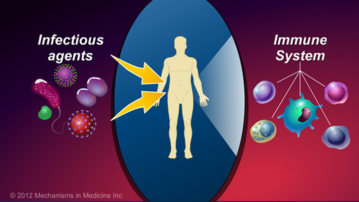 Immune System and IBD