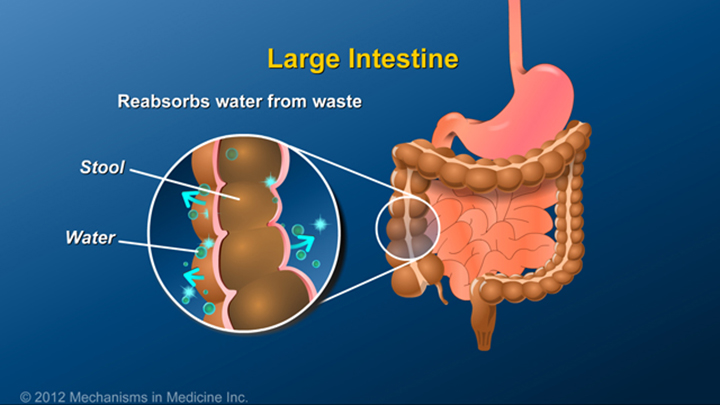 Description of Large Intestine and IBD