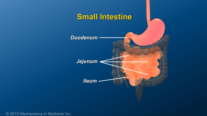 Description of Small Intestine and IBD