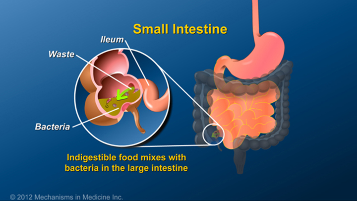 Description of Small Intestine and IBD