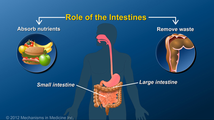 Role of Intestines and IBD