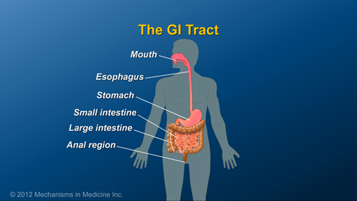 GI Tract and Crohn’s